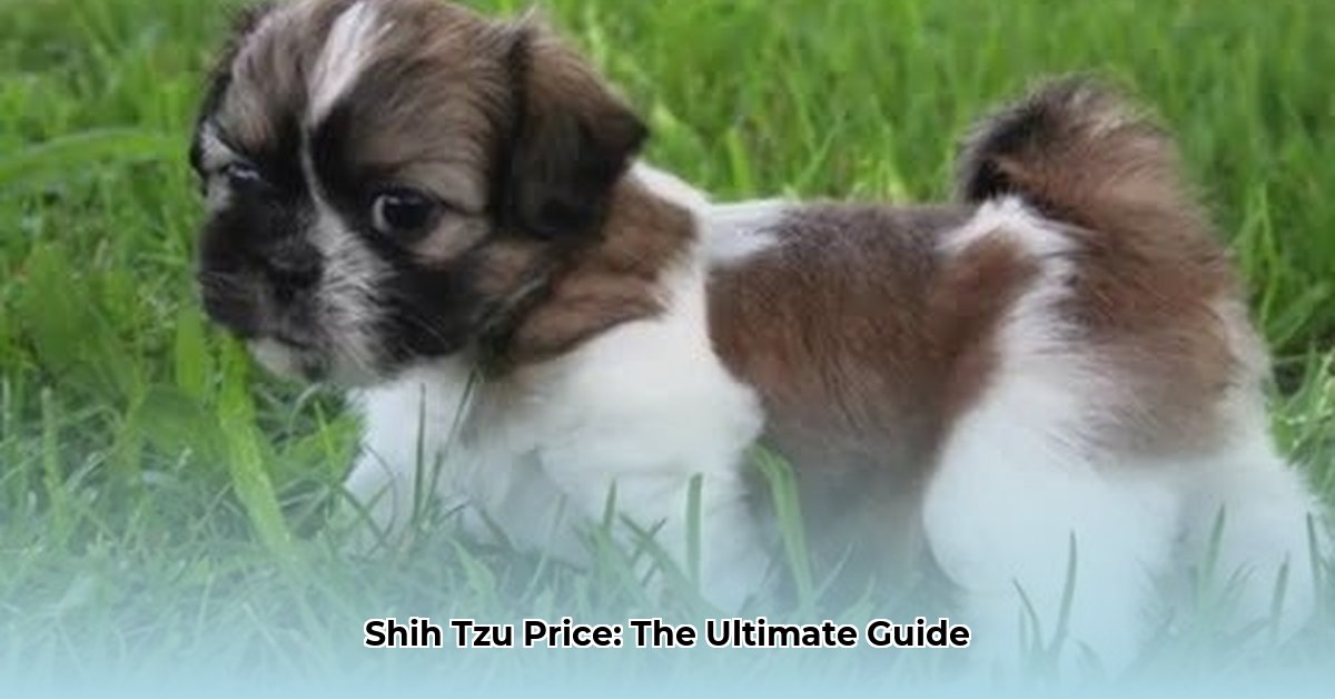 shih-tzu-cuanto-cuestan